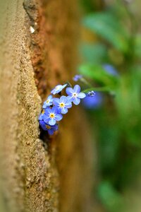 Wallflower small floral blue forget me not
