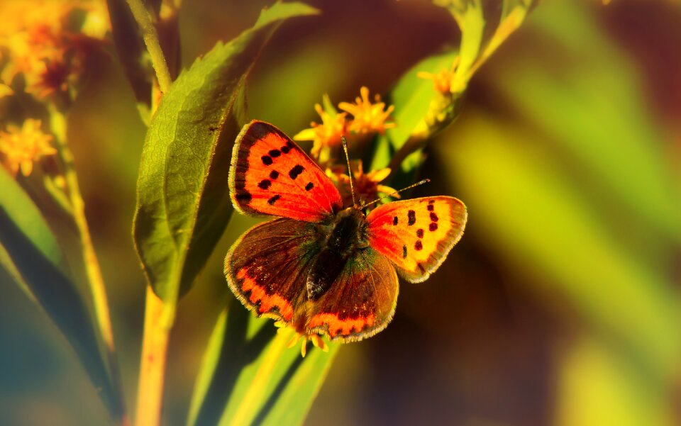 Butterfly day animals nature