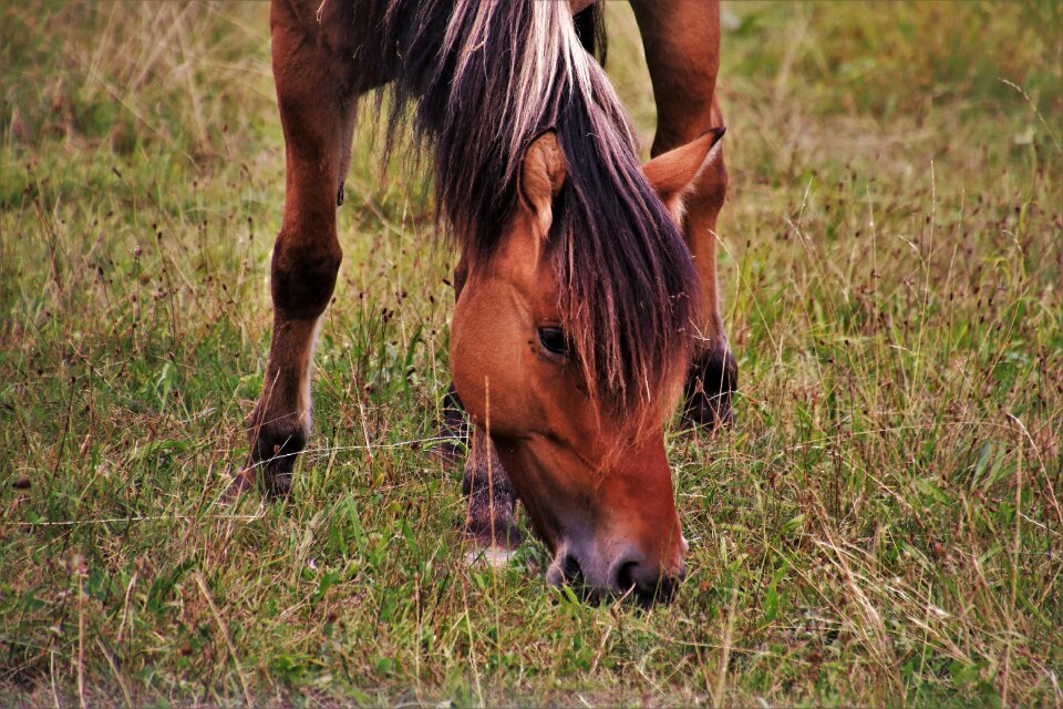 Pasture land grass mare