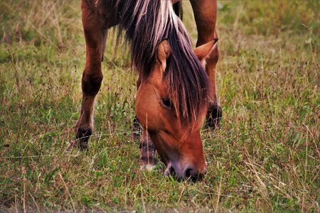 Pasture land grass mare