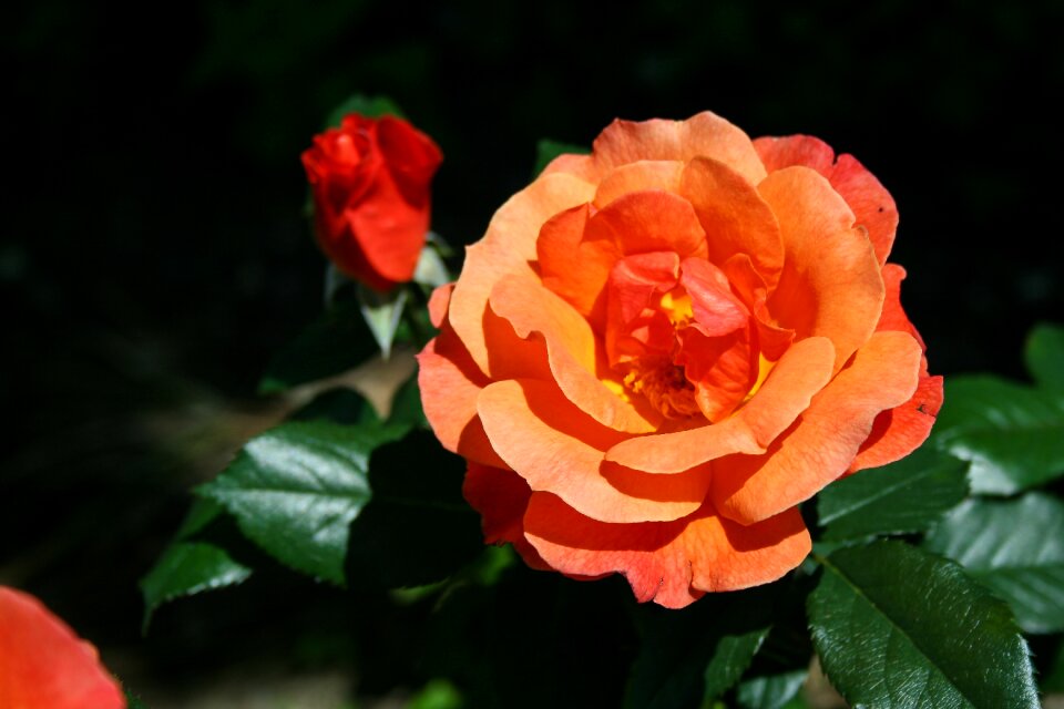 Nature romance bloom