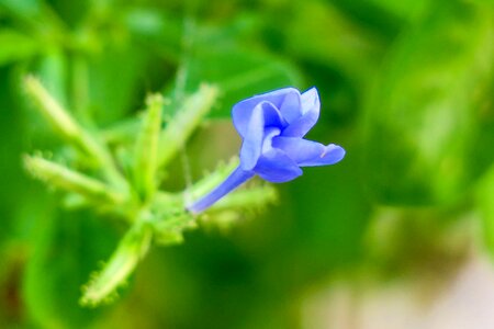 Nature bloom green blue
