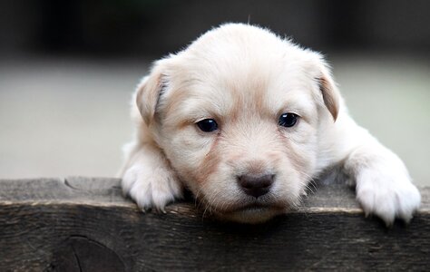 Pet puppy animal photo