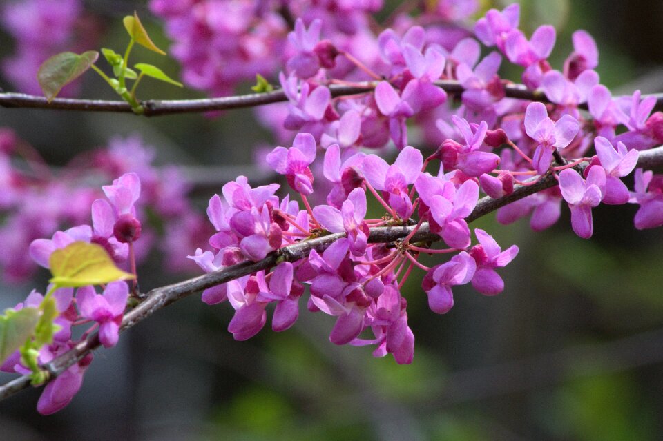 Flowers blossoms arkansas