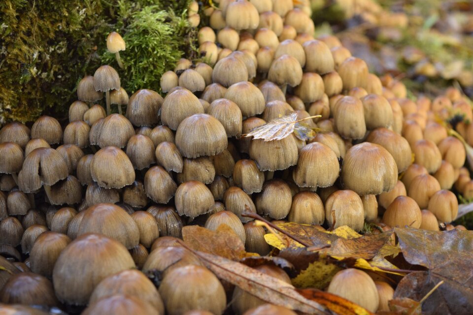 Desktop background mushroom Free photos