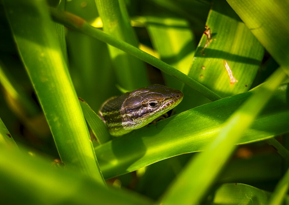 Green insect hideout