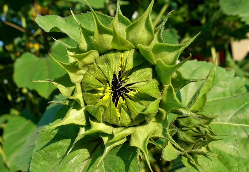 Summer flower plant