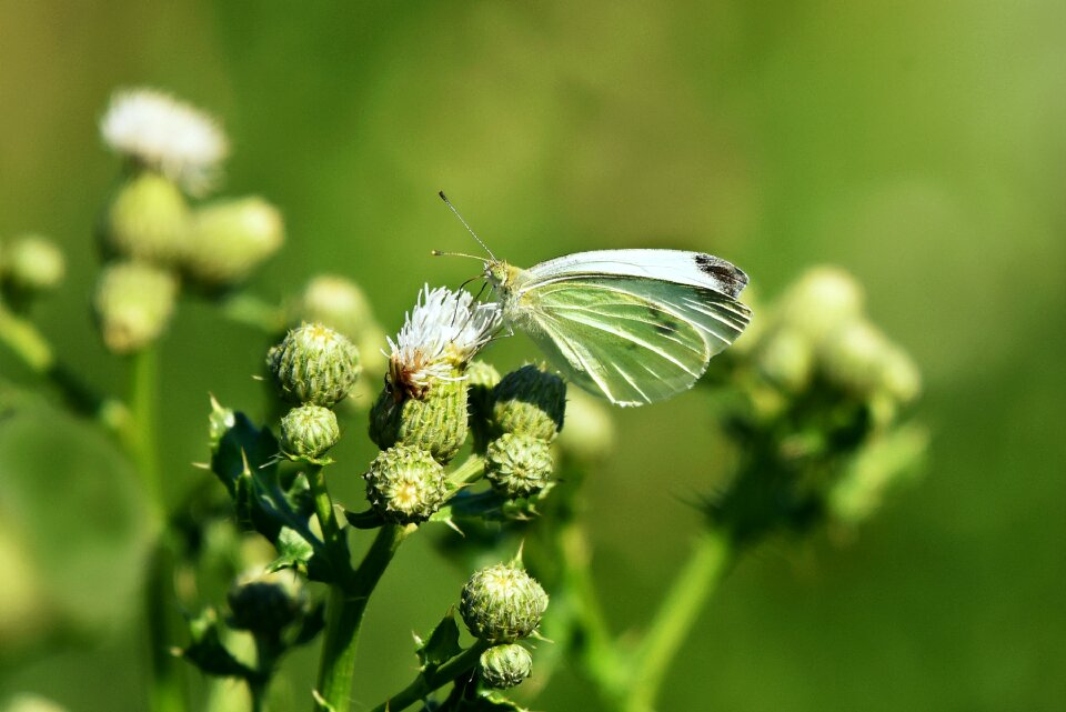 Animal wings antennae