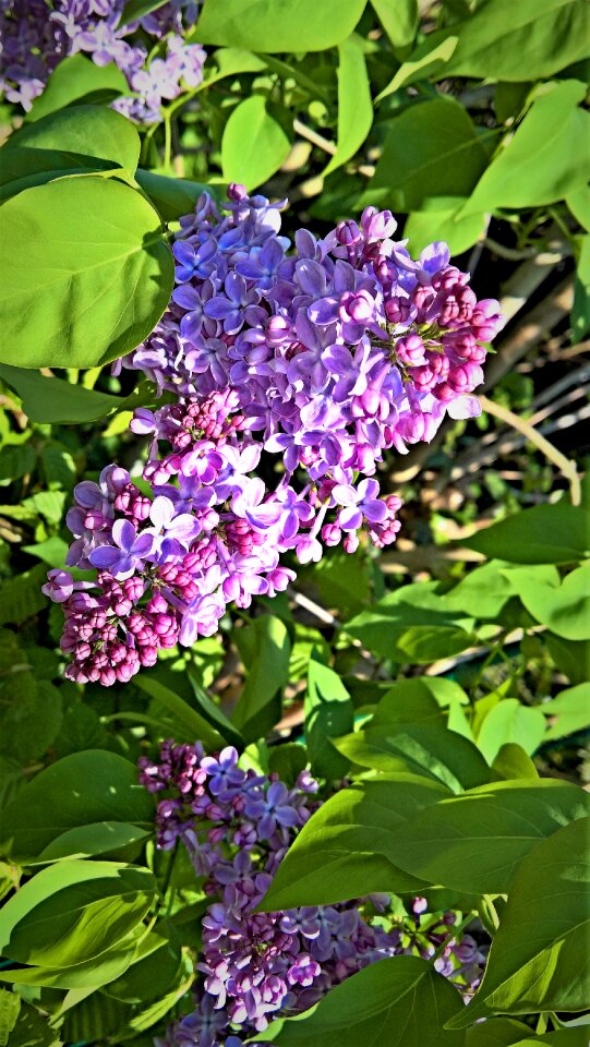 Flowering twig bright purple flowers fragrant