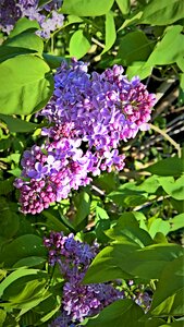 Flowering twig bright purple flowers fragrant
