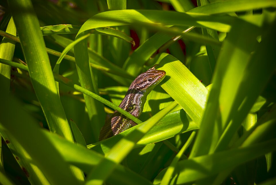 Green insect hideout