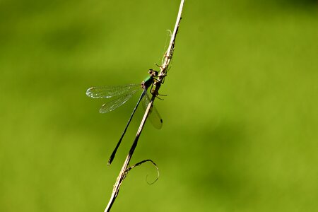 Wings eyes compound eye
