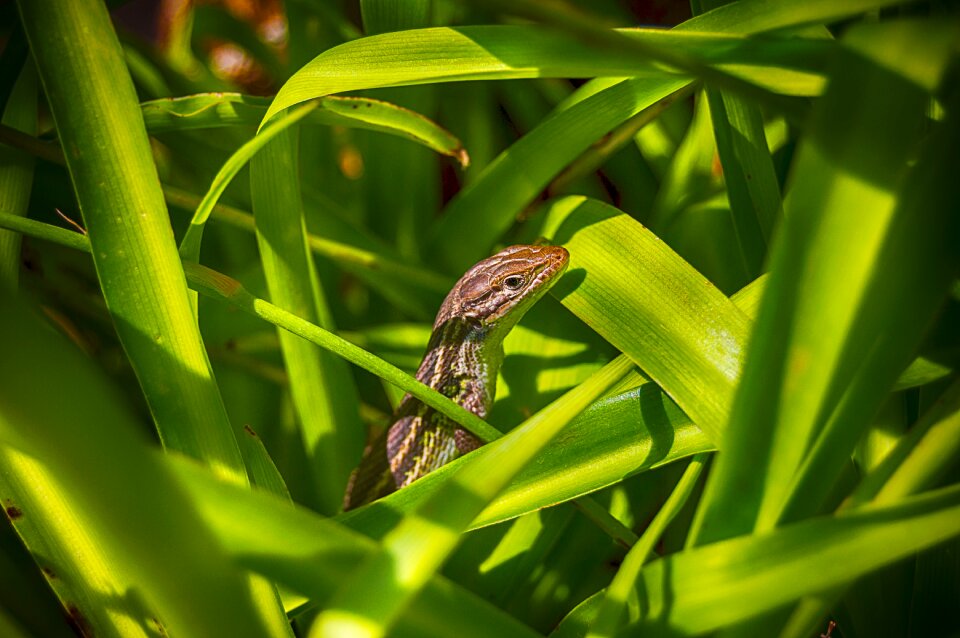 Green insect hideout