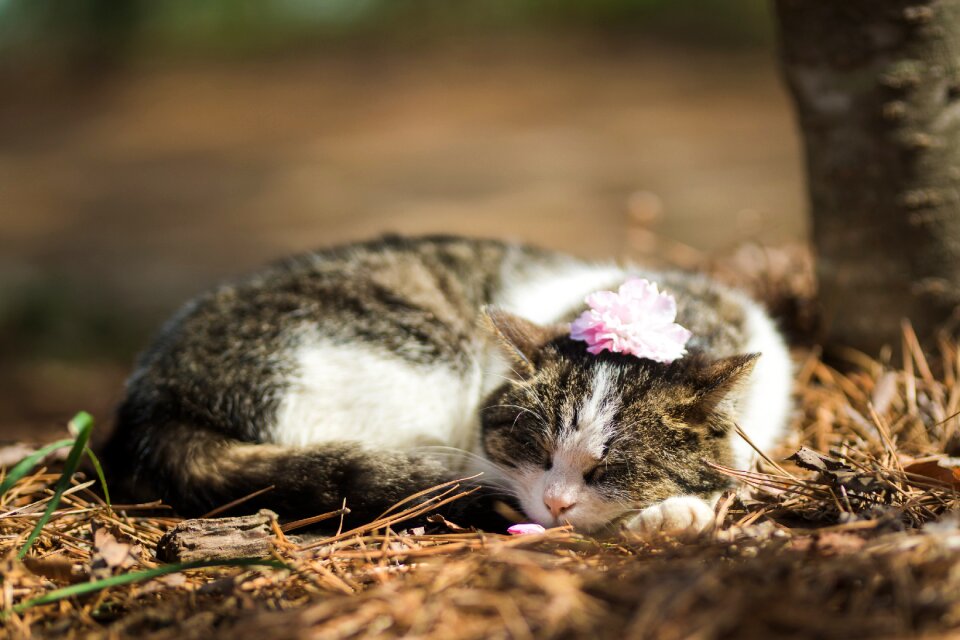 Flowers just animal break
