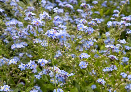 Flower flora blue