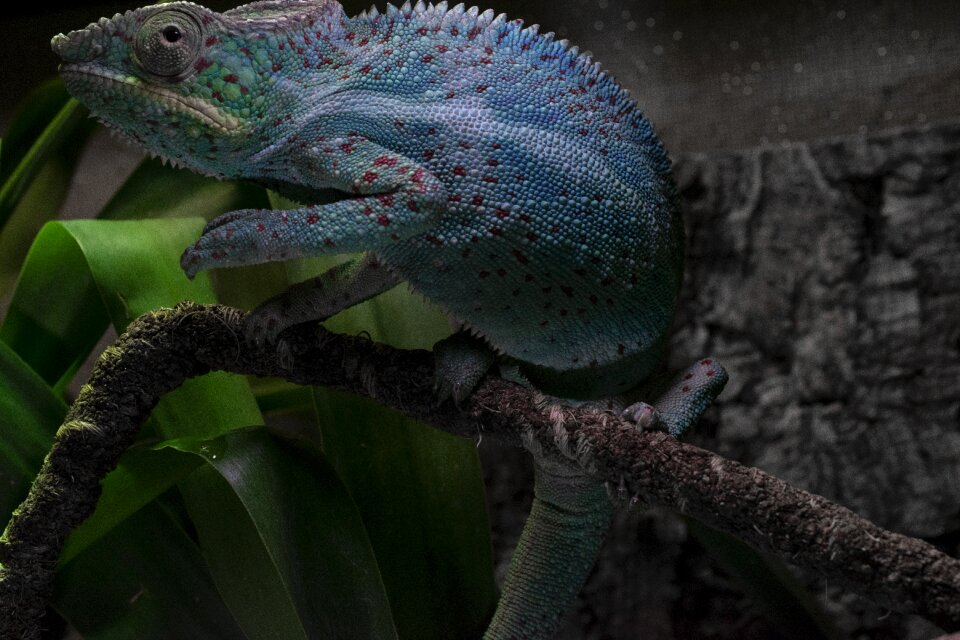 Terrarium animals terrarium lizard