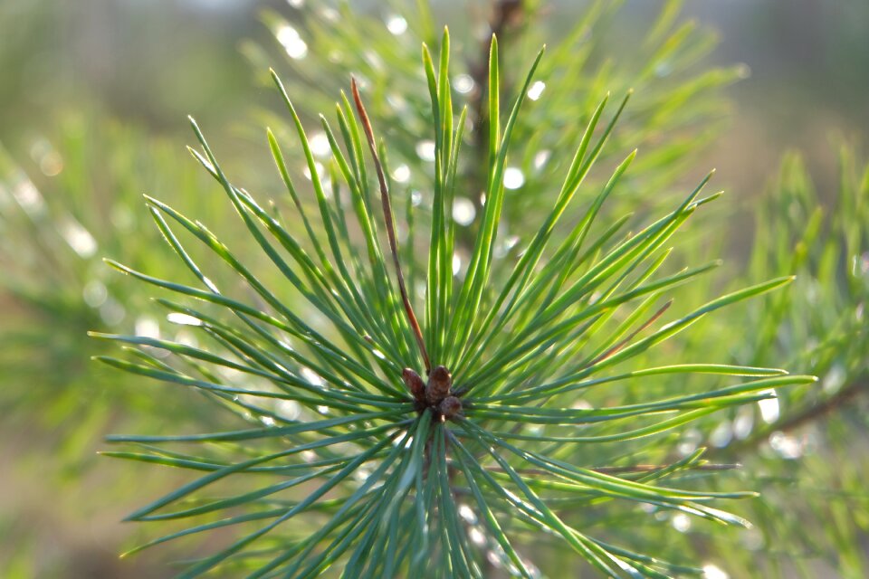 Conifer nature pine needles