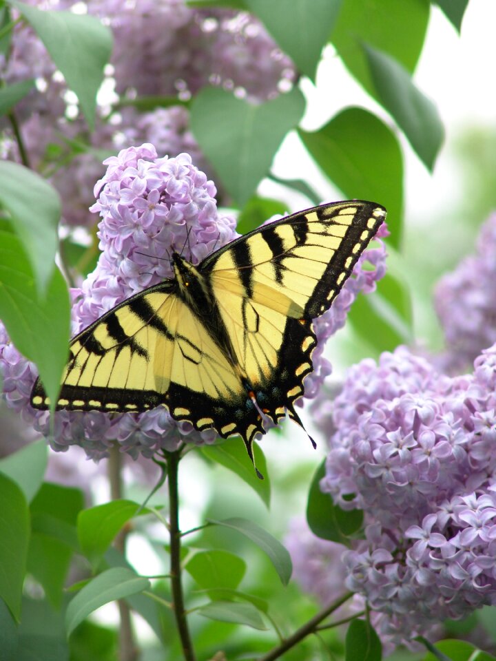 Nature summer flower