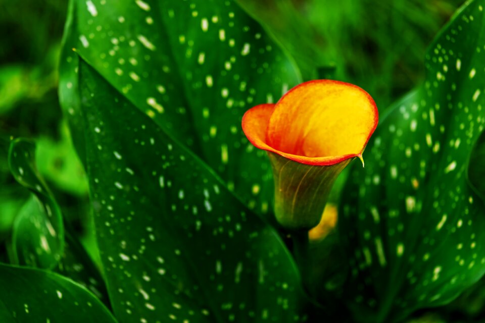 Blossom bloom beauty