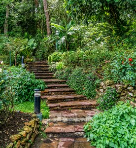 Forest tropical botanical garden photo
