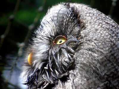 Nature portrait owl photo