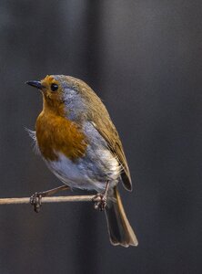 Perched nature birding