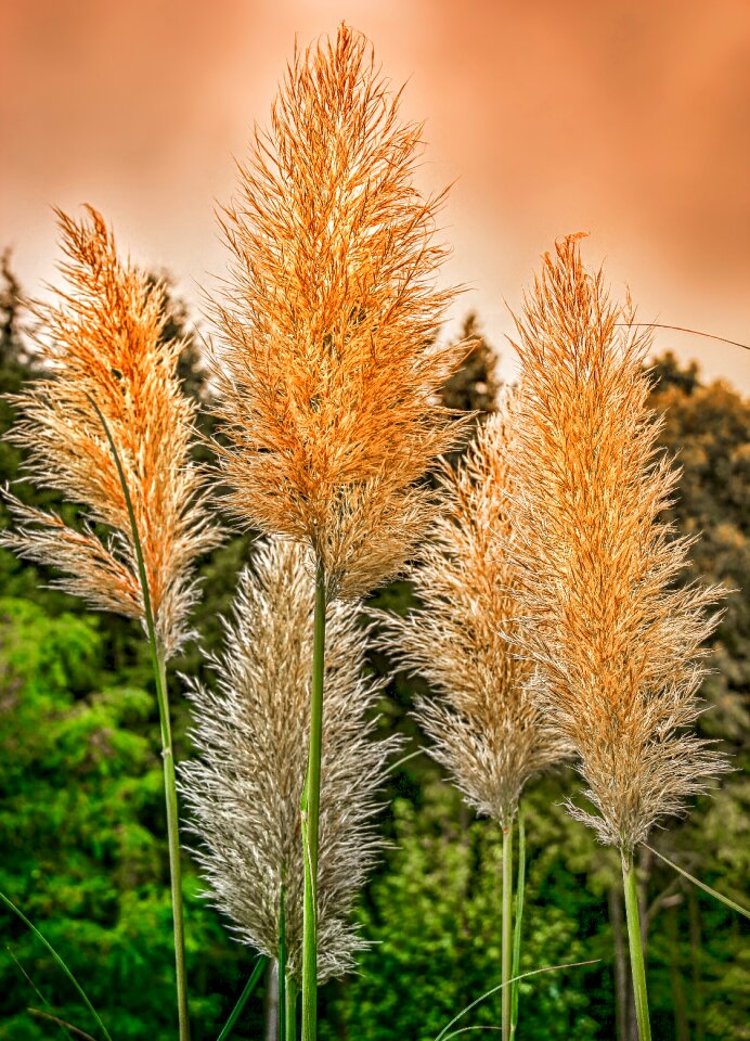 Flora grasses sky forest