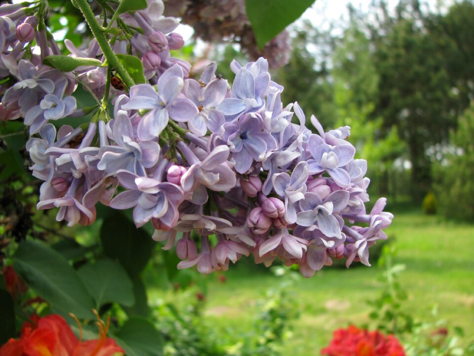 Nature blooming without