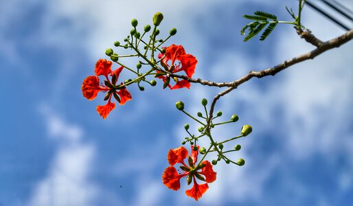 Branch red flower