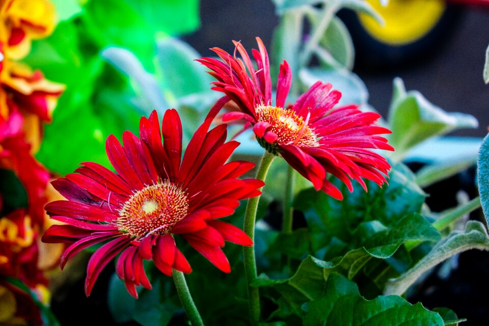 Blossom plant nature