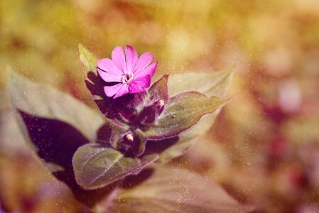 Leaf summer red campion
