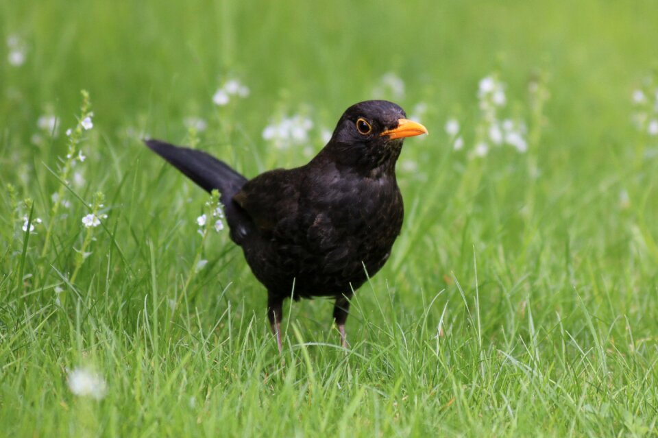 Animal world bird nature