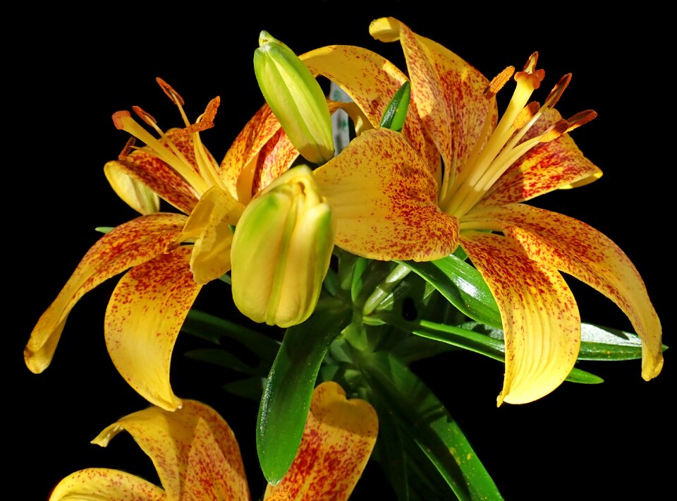 Flower nature garden