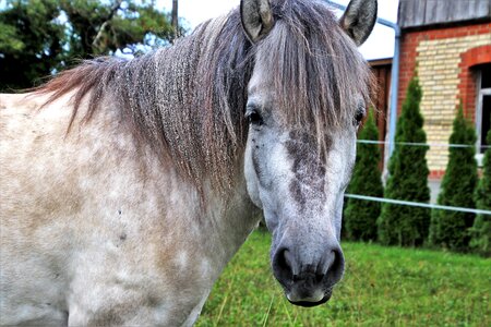 Gray stallion mammal