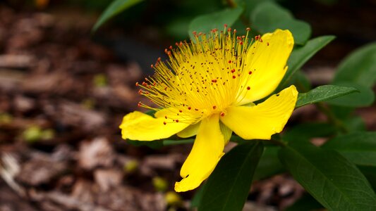 Hypericum nature herb