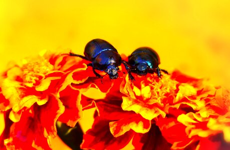 Marigold animals nature
