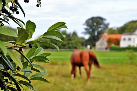 Landscape grazing meadow