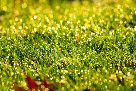 Moist meadow bokeh