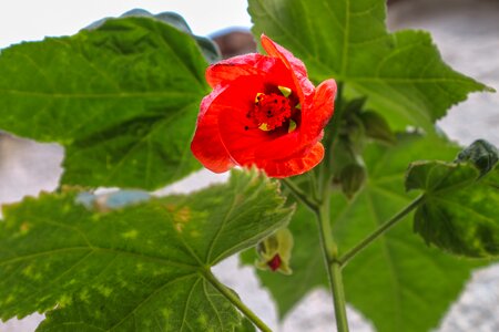 Red blossom bloom photo