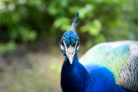 Peacock feather nature