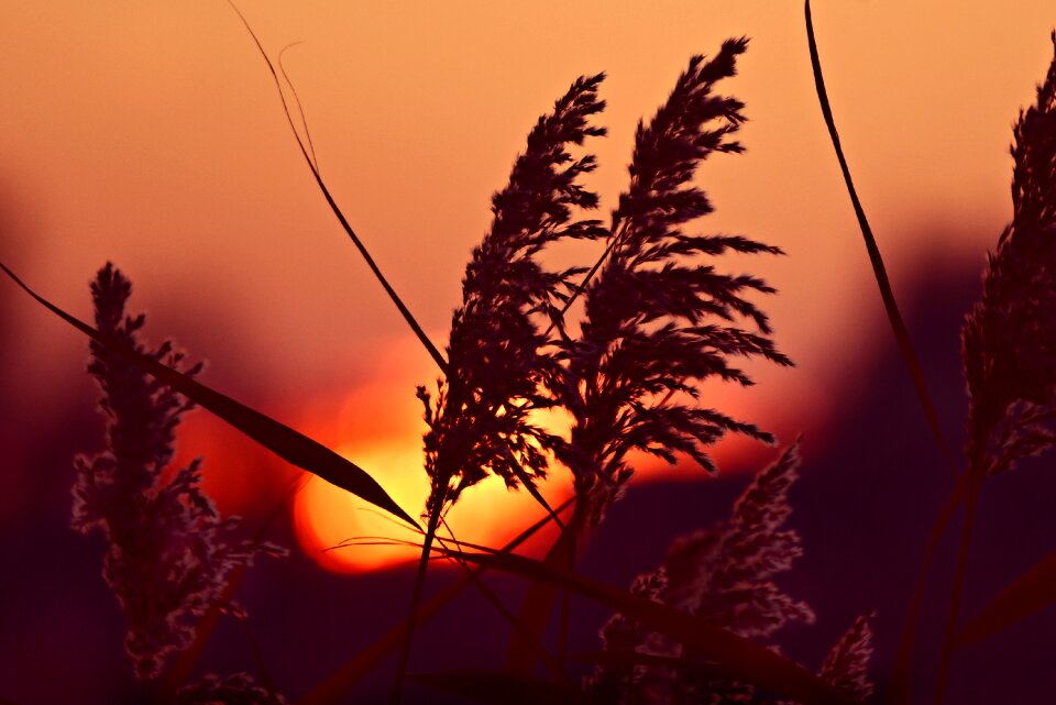 Silhouette feathery phragmites