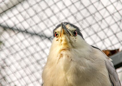 Bill plumage morosely photo