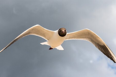 Flight sky wing