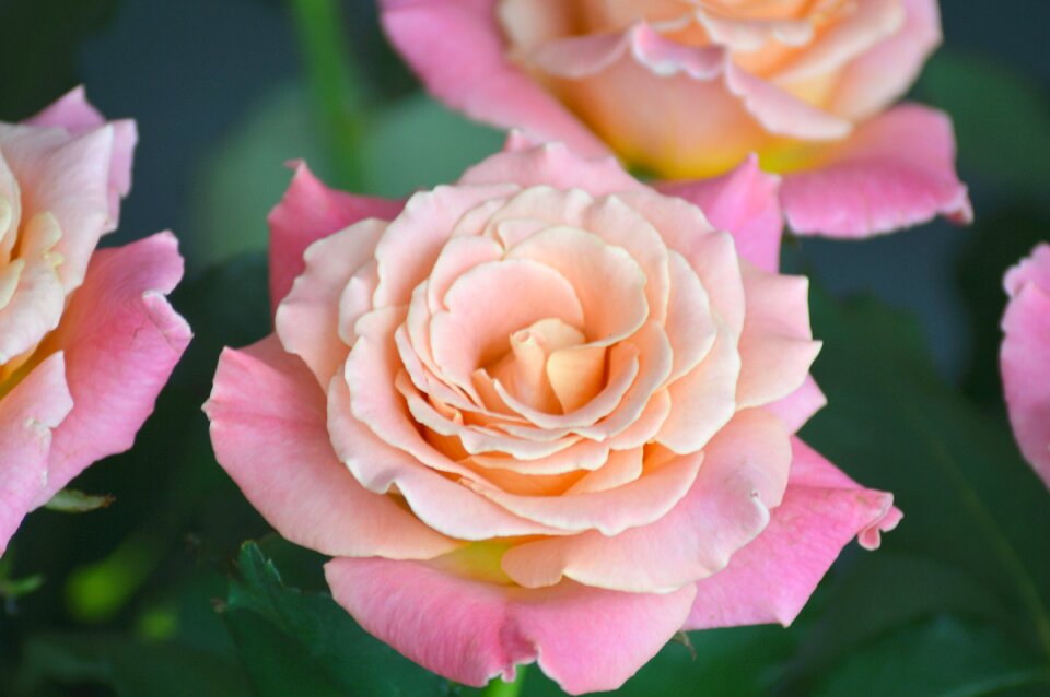 Pink nature of course