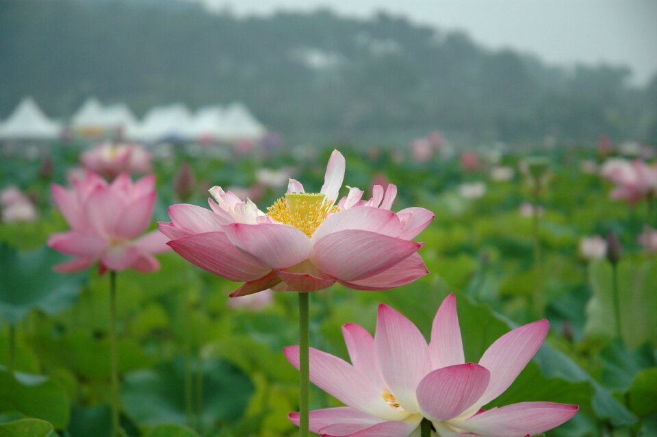 Plants lotus leaf petal