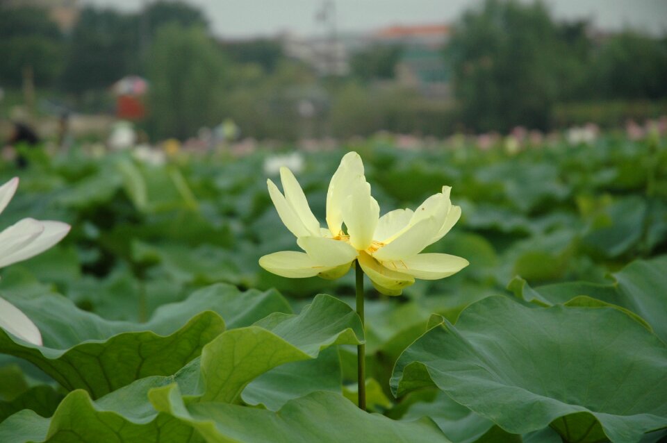 Plants lotus leaf petal