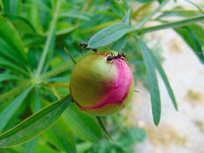 Summer garden flower