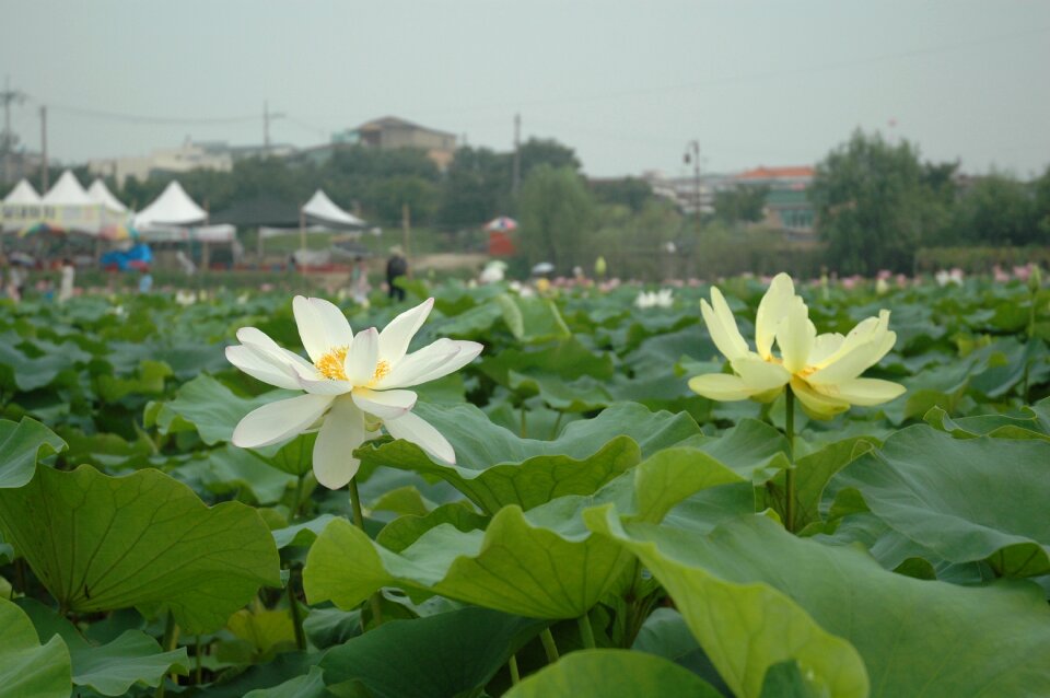 Plants lotus leaf petal