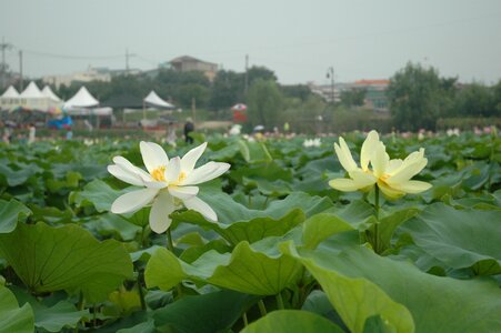 Plants lotus leaf petal photo