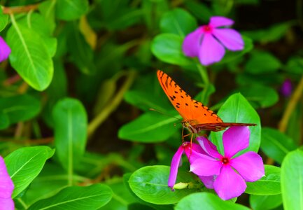 Animal flower colorful photo